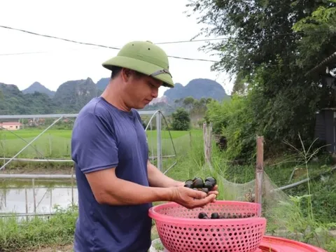 Bỏ lúa nuôi loài 'nhả ngọc' trong nước đá vôi không tốn 1 xu, hộ nông dân kiếm hơn 1 tỷ đồng