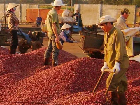 Giá cà phê tuần qua tăng cao, cả nước thu về 433 triệu USD từ xuất khẩu