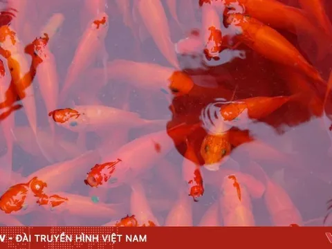 Thủ phủ cá chép rộn ràng vào vụ Tết ông Công ông Táo