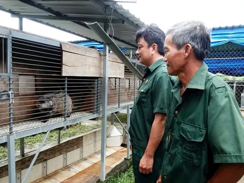 Vay 50 triệu nuôi 100 con vật hoang, tiền ăn 3.000 đồng/con/ngày, cựu chiến binh lãi đậm