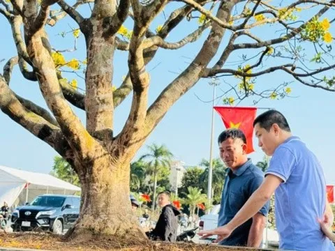 Ngắm cây mai được trả giá hơn 1 tỉ đồng, chủ nhân chưa muốn bán