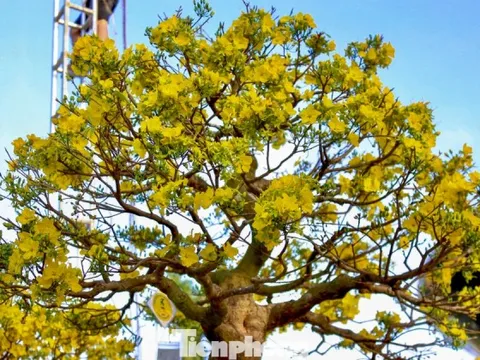 Mai vàng 500 triệu đồng xuống phố