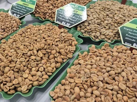 Giá cà phê hôm nay 11-2: Giảm mạnh trước dự báo Brazil được mùa lớn