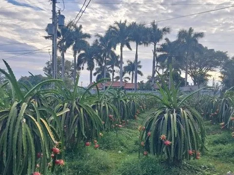 Giá thanh long cận Tết bất ngờ lao dốc, nông dân lo đầu ra