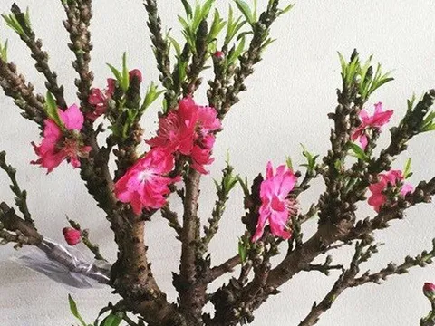 Việt Nam có "vua đào Tết" cực quý hiếm: Không phải đào huyền, đào chuông, được ví như sản vật tiến Vua