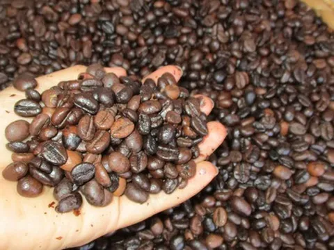 Giá cà phê hôm nay 18-2: "Đổ đèo" mạnh mùng 2 Tết