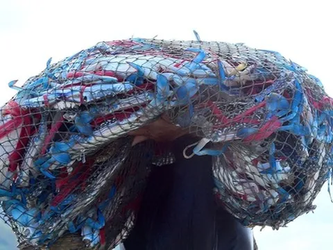 Sản vật biển của Việt Nam tạo "cơn sốt" tại Mỹ, đơn hàng áp đảo thị trường