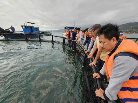 Dùng chiếc lồng kỳ diệu, ngư dân nuôi cá mú lãi gấp 3 lần, hàng trăm triệu đổ về túi