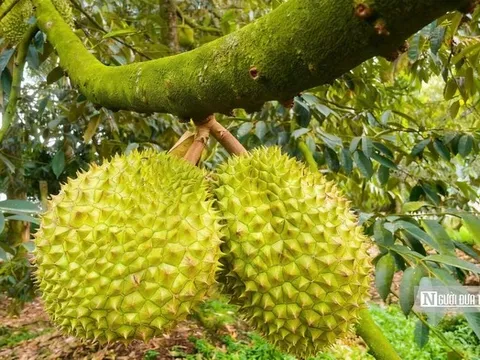 Khan hàng, doanh nghiệp tăng giá gom sầu riêng xuất khẩu
