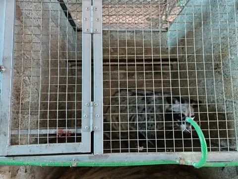 Anh kỹ sư xây dựng bỏ phố về quê nuôi con 'hiền như đất', nhẹ nhàng kiếm hơn 1 tỷ đồng/năm