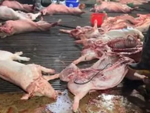 4 cán bộ thú y tiếp tay đưa 300 tấn heo bệnh vào trường học, chợ dân sinh Hà Nội thế nào?