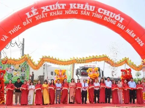 Đồng Nai xuất khẩu 220 tấn chuối, mở rộng thị trường nông sản năm 2026