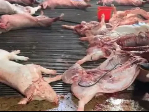 Công ty Cổ phần Dịch vụ Suất ăn Công nghiệp Hà Nội lên tiếng về việc có ký hợp đồng với Cường Phát