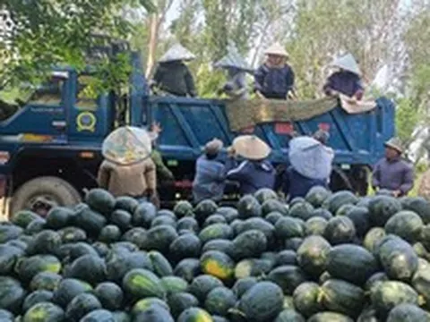 Dưa hấu được mùa, nông dân thấp thỏm tìm đầu ra