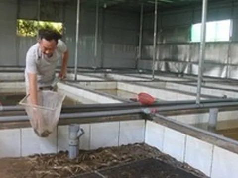 Hàng ngàn tấn lươn nuôi chưa tìm được đầu ra
