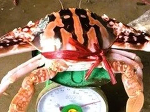 Ghẹ đỏ là hải sản gì mà có giá tới 1,7 triệu đồng/kg ở Sầm Sơn