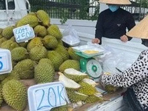 Doanh nghiệp và người trồng sầu riêng "đứng ngồi không yên"