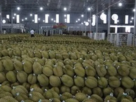 Truy xuất nguồn gốc sầu riêng: Bước đi tất yếu