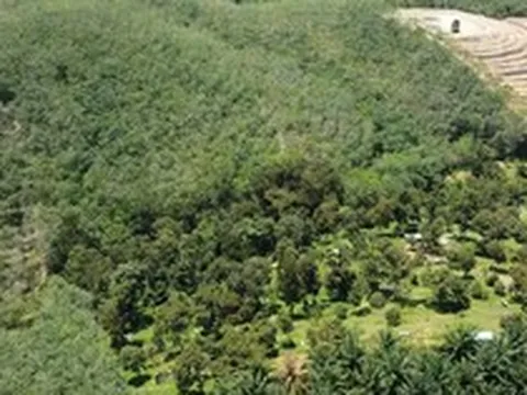 Không phải đảo Hải Nam, láng giềng Việt Nam bất ngờ phát hiện một vùng 'đất vàng' trồng sầu riêng