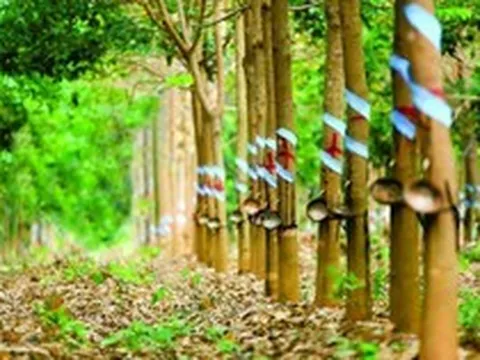 1 cổ phiếu kịch trần trước tin sắp nhận 2.100 tỷ đồng tiền đền bù từ ông lớn Singapore