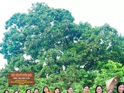 Điều đặc biệt về cây vải thiều 'báu vật' ở Bắc Ninh