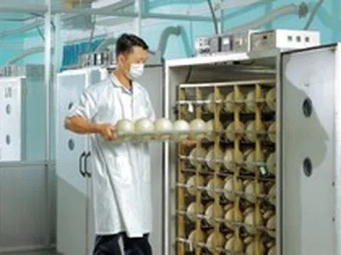 Trung tâm làm ra quả trứng nặng 1,5kg giá nửa triệu của một đại gia Việt: Chi phối 60% thị phần, công nhân phải canh hứng từng quả trứng