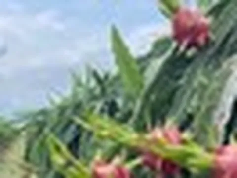 Không phải Trung Quốc, một quốc gia châu Á đang tăng mạnh nhập khẩu thanh long Việt Nam: Nhu cầu liên tục tăng mạnh, nước ta cạnh tranh với Thái Lan, Israel