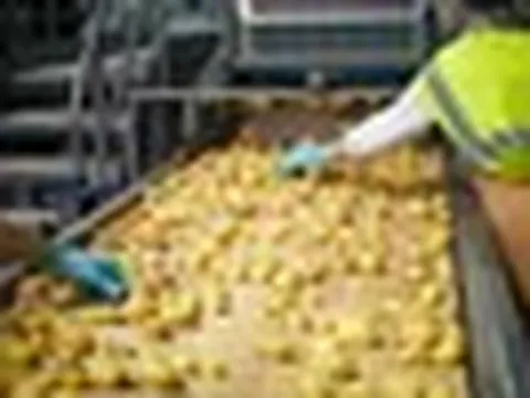 ‘Đột nhập’ nhà máy ngốn gần 500 tấn khoai/ngày, gần như không cần con người: Phát hiện tinh hoa công nghệ làm ra 10 triệu gói xuất xưởng mỗi ngày